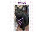 Adopt Raven a Domestic Shorthair / Mixed (short coat) cat in Chandler