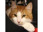 Adopt Chewbi a Orange or Red (Mostly) Domestic Shorthair / Mixed (short coat)