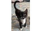 Adopt MIMI a Black & White or Tuxedo Domestic Shorthair / Mixed (short coat) cat