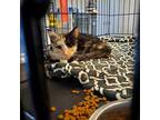 Adopt Ariel a All Black Domestic Shorthair / Domestic Shorthair / Mixed cat in