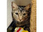 Adopt Duke a Brown Tabby Domestic Shorthair / Mixed (short coat) cat in Phoenix