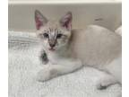 Adopt Chill Guy a Domestic Shorthair / Mixed cat in Salt Lake City