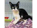 Adopt Cosmo a All Black Domestic Shorthair / Mixed cat in Huntsville