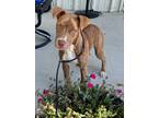 Adopt Viola a Mixed Breed (Medium) / Mixed dog in St. Francisville