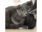 Adopt Allan a Gray or Blue Domestic Shorthair / Mixed cat in Gloucester