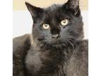 Adopt Edgar a All Black Domestic Mediumhair / Mixed cat in Gloucester