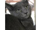 Adopt Poe a Gray or Blue Domestic Shorthair / Mixed cat in Gloucester
