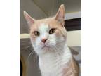 Adopt Mac a Domestic Shorthair / Mixed cat in Versailles, KY (38700036)
