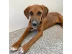 Adopt Ridgeback a Cattle Dog / Mixed dog in Kanab, UT (38871629)