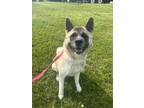 Adopt Rita a Akita / Mixed dog in Burlington, KY (38812747)