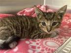 Adopt JAKE a Brown or Chocolate Domestic Mediumhair / Mixed (medium coat) cat in