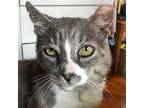 Adopt Nearly Headless Nick a Brown Tabby Domestic Shorthair / Mixed cat in