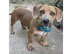 Adopt Bartholomew - Adopted! a Dachshund / Pit Bull Terrier / Mixed dog in San