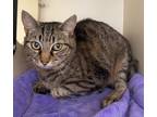 Adopt Mag a Domestic Shorthair / Mixed cat in Silverdale, WA (38710237)