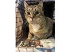 Adopt Jessie a Brown Tabby Domestic Shorthair / Mixed cat in Stanhope