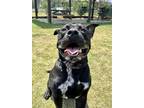 Adopt Finn a American Staffordshire Terrier / Mixed dog in Jackson