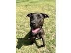 Adopt Collette a Labrador Retriever / Great Dane dog in Jackson, GA (38871112)