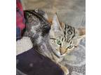 Adopt Chandler a Brown Tabby Domestic Shorthair (short coat) cat in Castro