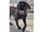 Adopt Otis a Brindle Mastiff / Mixed dog in San Antonio, TX (38833544)
