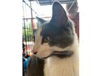 Adopt Bruno a Gray or Blue (Mostly) Domestic Shorthair / Mixed (short coat) cat