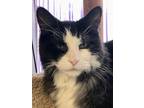 Adopt Oreo a Black & White or Tuxedo Domestic Longhair / Mixed (long coat) cat