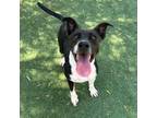 Adopt Aspen a Black American Pit Bull Terrier / Mixed dog in El Paso
