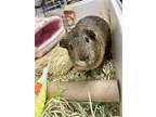 Adopt Benjamin Buttons a Brown or Chocolate Guinea Pig (medium coat) small