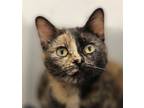 Adopt Scarlet a Domestic Shorthair / Mixed cat in Sheboygan, WI (38870538)