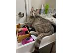 Adopt Mama Hermione a Gray, Blue or Silver Tabby American Shorthair / Mixed cat