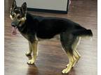 Adopt KING CHARLES (CHARLIE)::D2023093 a German Shepherd Dog / Mixed dog in