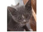 Adopt Perseus (MC) a Gray or Blue (Mostly) Domestic Shorthair / Mixed (short