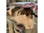 Adopt Mimi The Maine Coon (Declawed) a Maine Coon, Domestic Short Hair