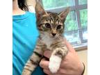 Adopt Ross a Domestic Shorthair / Mixed cat in Salisbury, MD (38870059)