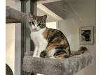 Adopt Paisley a Domestic Short Hair