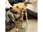 Adopt Kameron a Pit Bull Terrier / Mixed dog in Chantilly, VA (38743331)