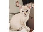 Adopt STARBURST a Tan or Fawn (Mostly) Colorpoint Shorthair / Mixed (short coat)
