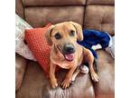 Adopt Louie a Red/Golden/Orange/Chestnut - with White Basset Hound / Beagle /