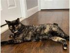Adopt Brita 2 years a Tortoiseshell Domestic Shorthair / Mixed (short coat) cat