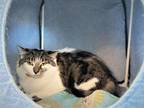 Adopt Bones a Domestic Mediumhair cat in Redmond, WA (38869509)