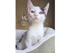 Adopt Espada a White (Mostly) Domestic Shorthair (short coat) cat in Mullica