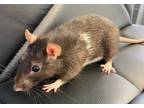 Adopt Raichu a Rat small animal in Brockville, ON (38869556)