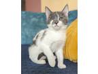 Adopt Miura a Gray or Blue (Mostly) Domestic Shorthair (short coat) cat in