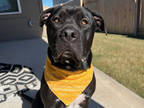 Adopt Doughboy a Black Mixed Breed (Large) / Mixed dog in Georgetown