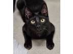 Adopt Mash 3899 a Domestic Shorthair / Mixed cat in Vista, CA (38657013)