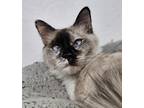 Adopt Spirit 4006 a Siamese / Mixed cat in Vista, CA (38760706)