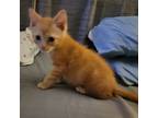 Adopt Citrus a Orange or Red Domestic Mediumhair / Mixed cat in Spring