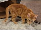 Adopt Pumpkin a Orange or Red Domestic Shorthair / Mixed (short coat) cat in