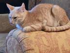 Adopt Latte a Cream or Ivory Domestic Shorthair / Mixed (short coat) cat in