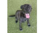 Adopt Jewel a Retriever (Unknown Type) / Mixed dog in Birmingham, AL (38807667)