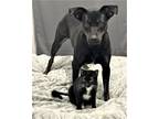 Adopt Mary a Black - with Tan, Yellow or Fawn Black Mouth Cur / Mixed dog in